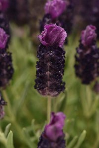 lavandula bandera deep purple